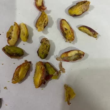 Alp Fıstıkçılık Siirt Fıstığının Çok Büyük Kısmı Kurtlu Çürük Ve Boş Çıktı!