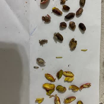 Alp Fıstıkçılık Siirt Fıstığının Çok Büyük Kısmı Kurtlu Çürük Ve Boş Çıktı!