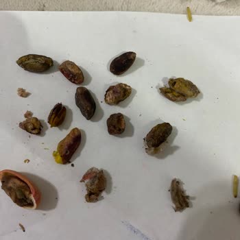 Alp Fıstıkçılık Siirt Fıstığının Çok Büyük Kısmı Kurtlu Çürük Ve Boş Çıktı!