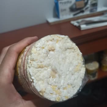 Bayat Mısır Patlağı Sorunu