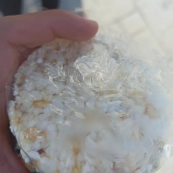 Bayat Mısır Patlağı Sorunu