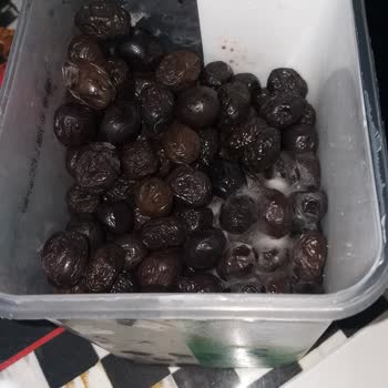 Tukaş Zeytinlerinde Küf Sorunu