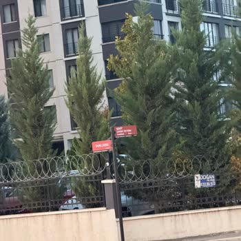 Yenibatı Mahallesinde Köpek Saldırıları Ve Güvenlik Endişesi