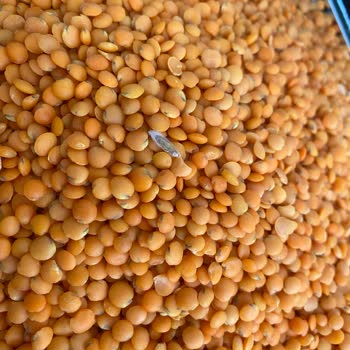 Yöremce Kırmızı Mercimekte Kurt Sorunu