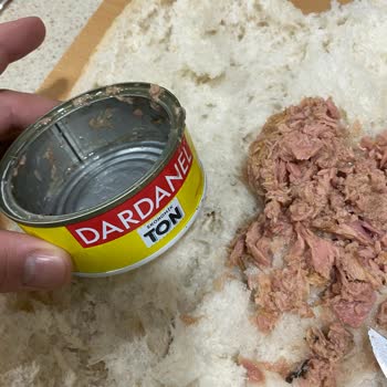 Dardanel Ton Balığı'nda Beklenmedik Koku Ve Görüntü