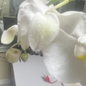 Eski Ve Solmuş Çiçekler: Çiçek Sepeti'nden Hayal Kırıklığı