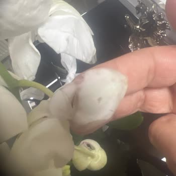 Eski Ve Solmuş Çiçekler: Çiçek Sepeti'nden Hayal Kırıklığı