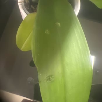 Eski Ve Solmuş Çiçekler: Çiçek Sepeti'nden Hayal Kırıklığı