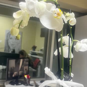 Eski Ve Solmuş Çiçekler: Çiçek Sepeti'nden Hayal Kırıklığı