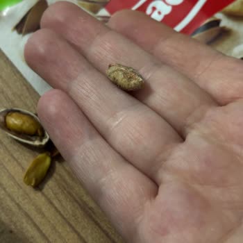 Taş Gibi Antep Fıstığı Deneyimi