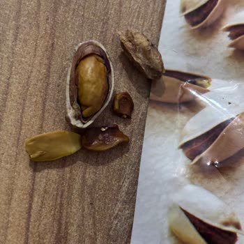 Taş Gibi Antep Fıstığı Deneyimi