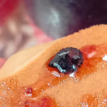 BİM'den Aldığım Reçelde Böcek Şoku