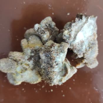 Mercy Kedi Mamasından Çıkan Şey!