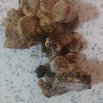 Mercy Kedi Mamasından Çıkan Şey!