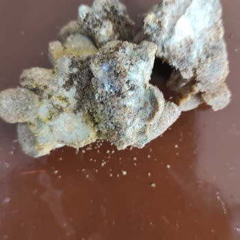 Mercy Kedi Mamasından Çıkan Şey!