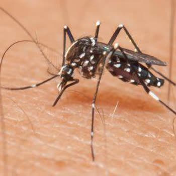 Sivrisineklerle Etkin Mücadele Eksikliği Uykusuz Bırakıyor