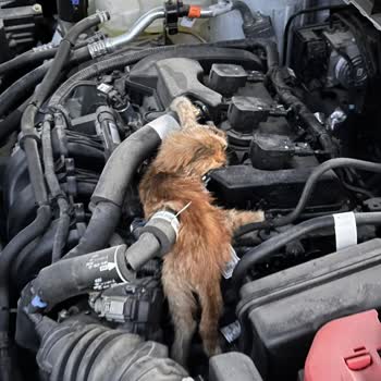 Ford Focus'ta Motor Koruma Kapağı Eksikliği