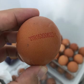 Organik Yumurta Kodlarında Tutarsızlık