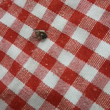 Fırın Chi'Den Aldığım Ekmekte Sinek Şoku