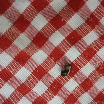 Fırın Chi'Den Aldığım Ekmekte Sinek Şoku