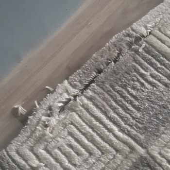 Halı Temizleme Hizmetinde Hayal Kırıklığı: Yırtık Halı Ve Yetersiz Çözüm