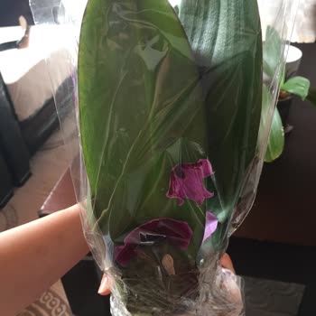 Kırık Orkide Ve İlgisiz Kargo Hizmeti