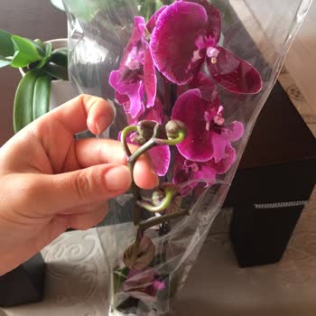 Kırık Orkide Ve İlgisiz Kargo Hizmeti
