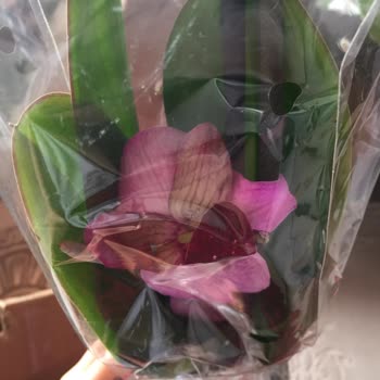 Kırık Orkide Ve İlgisiz Kargo Hizmeti