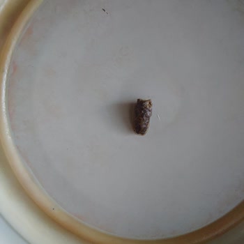 A101'den Alınan Sütte Şok Edici Yabancı Madde