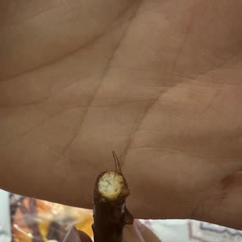 Biscolata Stix'ten Çıkan Şok Edici Kıl