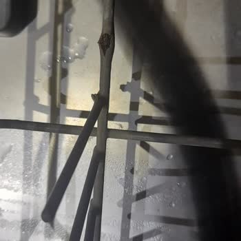 Teka Bulaşık Makinesi: Paslanma Ve Mekanik Arıza Sorunu