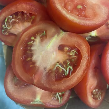 Domates Skandalı: Param Çöpe Gitti!