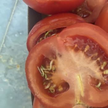 Domates Skandalı: Param Çöpe Gitti!