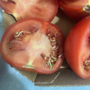 Domates Skandalı: Param Çöpe Gitti!