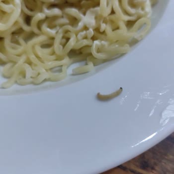 İndomie Noodle'dan Kurt Şoku!