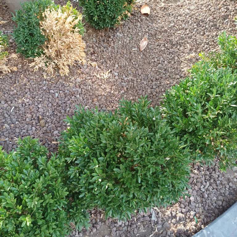 Manuel Araç Kiralarken Otomatik Araç Sorunu