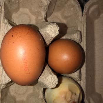 Gordo Organik Yumurta Bozuk