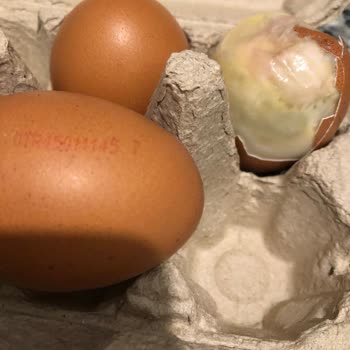 Gordo Organik Yumurta Bozuk