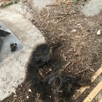 Tarihi Alanda Temizlik Sorunu Ve Medeniyet Eksikliği