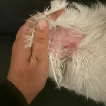 Kedim İçin Aldığım Şampuan Tüy Dökülmesine Sebep Oldu