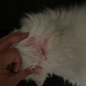 Kedim İçin Aldığım Şampuan Tüy Dökülmesine Sebep Oldu