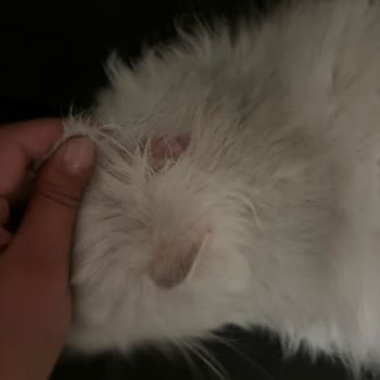 Kedim İçin Aldığım Şampuan Tüy Dökülmesine Sebep Oldu