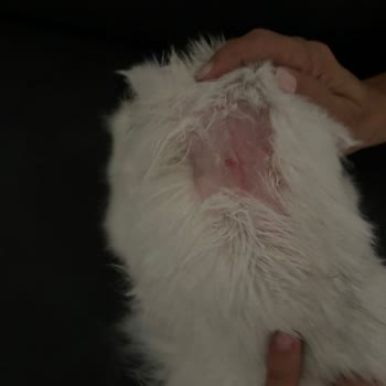 Kedim İçin Aldığım Şampuan Tüy Dökülmesine Sebep Oldu