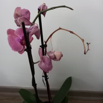 Yanlış Ürün Ve Kalitesiz Hizmet Deneyimi