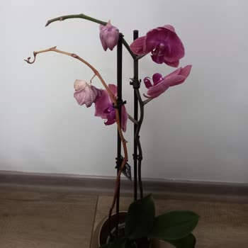 Yanlış Ürün Ve Kalitesiz Hizmet Deneyimi