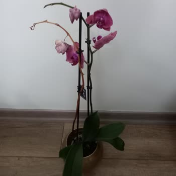 Yanlış Ürün Ve Kalitesiz Hizmet Deneyimi