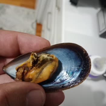 Carrefour SA Nora Midye Şikayeti