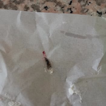 Alakuzu Yoğurt Sorunu