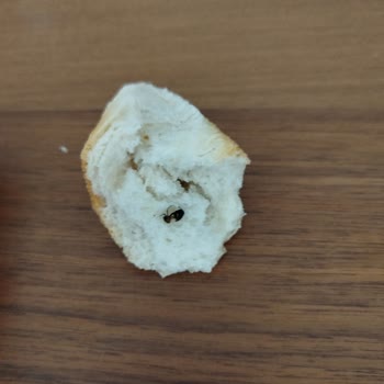 Sofra Ekmeğinde Böcek Şoku