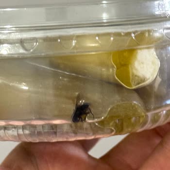 Peynir Dolgulu Jalapeno Biberde Böcek Şoku